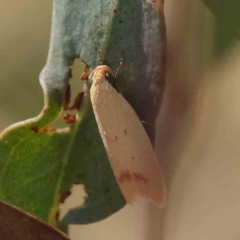 Heteroteucha occidua (A concealer moth) at O'Connor, ACT - 31 Mar 2023 by ConBoekel