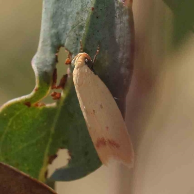 Heteroteucha occidua (A concealer moth) at Dryandra St Woodland - 30 Mar 2023 by ConBoekel