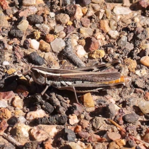 Macrotona australis at O'Connor, ACT - 31 Mar 2023