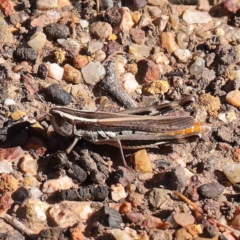 Macrotona australis (Common Macrotona Grasshopper) at O'Connor, ACT - 30 Mar 2023 by ConBoekel