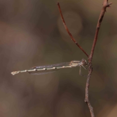 Austrolestes leda (Wandering Ringtail) at Dryandra St Woodland - 31 Mar 2023 by ConBoekel