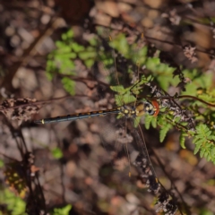 Hemicordulia tau (Tau Emerald) at O'Connor, ACT - 31 Mar 2023 by ConBoekel