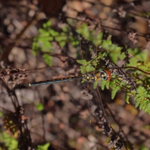 Hemicordulia tau at Dryandra St Woodland - 31 Mar 2023 11:13 AM