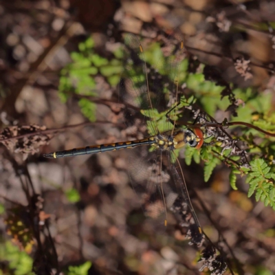 Hemicordulia tau (Tau Emerald) at O'Connor, ACT - 31 Mar 2023 by ConBoekel