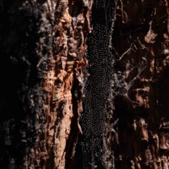 Unverified Insect at O'Connor, ACT - 31 Mar 2023 by ConBoekel