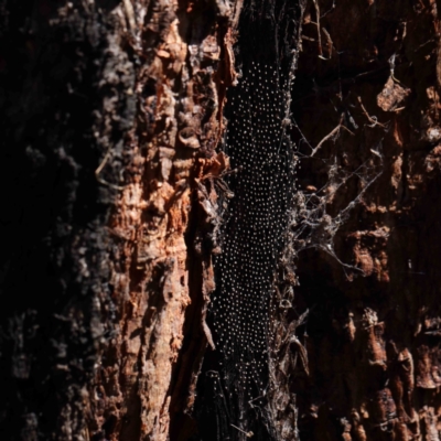 Unverified Insect at O'Connor, ACT - 31 Mar 2023 by ConBoekel