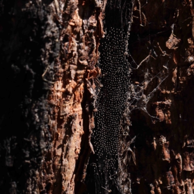 Unidentified Insect at Dryandra St Woodland - 30 Mar 2023 by ConBoekel