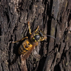 Vespula germanica (European wasp) at Dryandra St Woodland - 30 Mar 2023 by ConBoekel