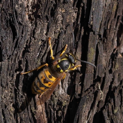 Vespula germanica (European wasp) at O'Connor, ACT - 30 Mar 2023 by ConBoekel