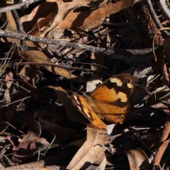 Heteronympha merope (Common Brown Butterfly) at Dryandra St Woodland - 30 Mar 2023 by ConBoekel