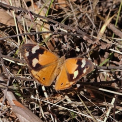 Heteronympha merope (Common Brown Butterfly) at Dryandra St Woodland - 30 Mar 2023 by ConBoekel