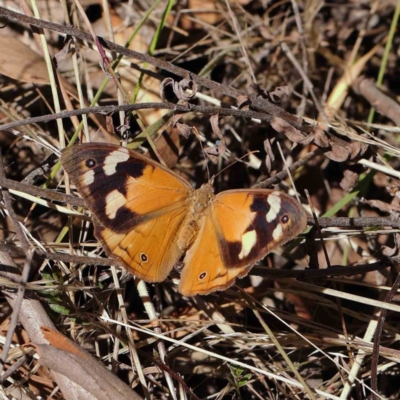 Heteronympha merope (Common Brown Butterfly) at Dryandra St Woodland - 30 Mar 2023 by ConBoekel