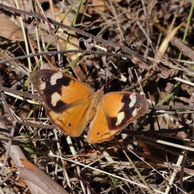 Heteronympha merope (Common Brown Butterfly) at O'Connor, ACT - 30 Mar 2023 by ConBoekel