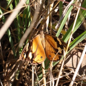 Heteronympha merope at O'Connor, ACT - 31 Mar 2023
