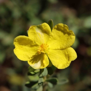 Hibbertia obtusifolia at O'Connor, ACT - 31 Mar 2023