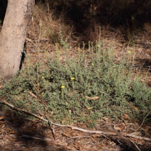 Hibbertia obtusifolia at O'Connor, ACT - 31 Mar 2023