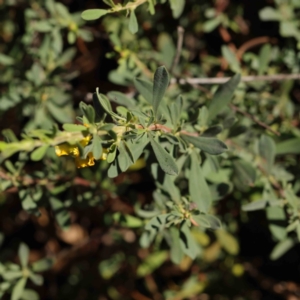 Hibbertia obtusifolia at O'Connor, ACT - 31 Mar 2023