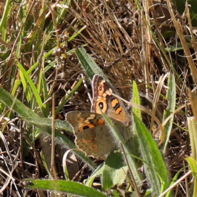 Junonia villida (Meadow Argus) at Dryandra St Woodland - 30 Mar 2023 by ConBoekel