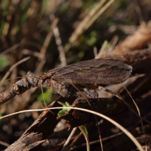 Oedosmylus tasmaniensis at O'Connor, ACT - 31 Mar 2023