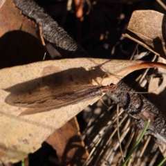 Oedosmylus tasmaniensis at O'Connor, ACT - 31 Mar 2023