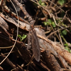 Oedosmylus tasmaniensis at O'Connor, ACT - 31 Mar 2023