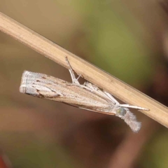 Culladia cuneiferellus (Crambinae moth) at O'Connor, ACT - 31 Mar 2023 by ConBoekel