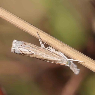 Culladia cuneiferellus (Crambinae moth) at Dryandra St Woodland - 30 Mar 2023 by ConBoekel
