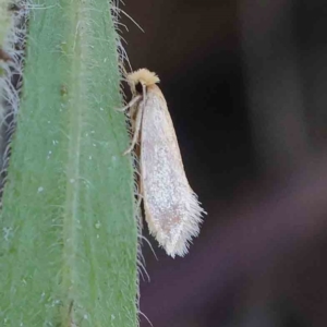 Edosa ochracea at O'Connor, ACT - 31 Mar 2023