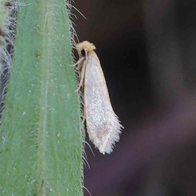 Edosa ochracea (Yellow Tineid) at O'Connor, ACT - 30 Mar 2023 by ConBoekel