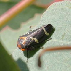 Eurymeloides pulchra (Gumtree hopper) at Dryandra St Woodland - 30 Mar 2023 by ConBoekel