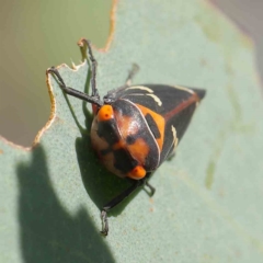 Eurymeloides pulchra at O'Connor, ACT - 31 Mar 2023