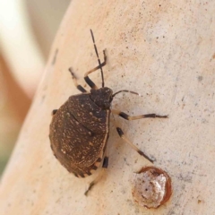 Platycoris rotundatus (A shield bug) at Dryandra St Woodland - 30 Mar 2023 by ConBoekel