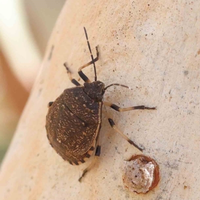 Platycoris rotundatus (A shield bug) at O'Connor, ACT - 30 Mar 2023 by ConBoekel