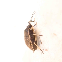 Platycoris rotundatus at O'Connor, ACT - 31 Mar 2023