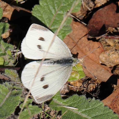 Pieris rapae (Cabbage White) at O'Connor, ACT - 31 Mar 2023 by ConBoekel