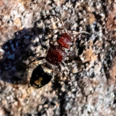 Mutillidae (family) (Unidentified Mutillid wasp or velvet ant) at Higgins Woodland - 14 May 2023 by Untidy