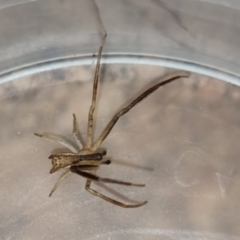 Sidymella sp. (genus) (A crab spider) at Dunlop, ACT - 15 Jun 2023 by johnpugh