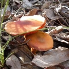 Unidentified Cap on a stem; gills below cap [mushrooms or mushroom-like] at Queanbeyan West, NSW - 14 Jun 2023 by Paul4K