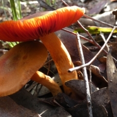 zz agaric (stem; gills not white/cream) at Bicentennial Park - 15 Jun 2023