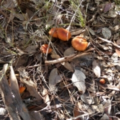 zz agaric (stem; gills not white/cream) at Bicentennial Park - 15 Jun 2023 09:49 AM