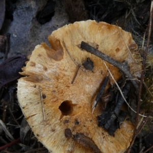 zz agaric (stem; gills not white/cream) at Queanbeyan West, NSW - 15 Jun 2023 09:52 AM