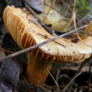 zz agaric (stem; gills not white/cream) at Queanbeyan West, NSW - 15 Jun 2023 09:52 AM