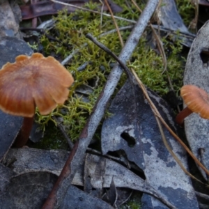 Laccaria sp. at QPRC LGA - 15 Jun 2023