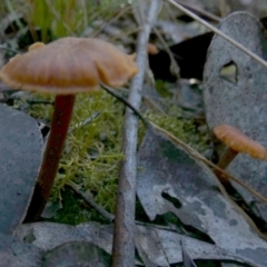 Laccaria sp. at QPRC LGA - 15 Jun 2023