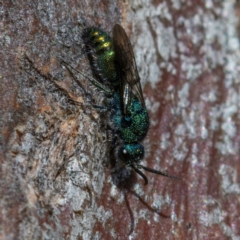 Chrysididae (family) (Cuckoo wasp or Emerald wasp) at Higgins Woodland - 13 May 2023 by Untidy