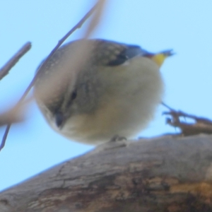 Pardalotus punctatus at Queanbeyan West, NSW - 15 Jun 2023