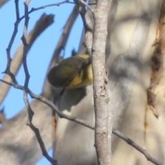 Acanthiza nana (Yellow Thornbill) at Queanbeyan West, NSW - 15 Jun 2023 by Paul4K