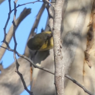 Acanthiza nana (Yellow Thornbill) at Queanbeyan West, NSW - 15 Jun 2023 by Paul4K