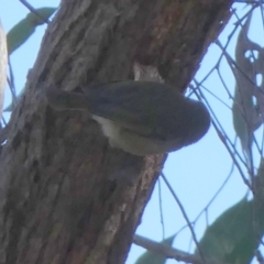 Acanthiza pusilla (Brown Thornbill) at Bicentennial Park - 15 Jun 2023 by Paul4K