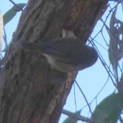 Acanthiza pusilla (Brown Thornbill) at Bicentennial Park - 15 Jun 2023 by Paul4K